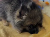 Cookie Monster , a female Pomeranian for sale in New Orleans, LA – 3 of 3