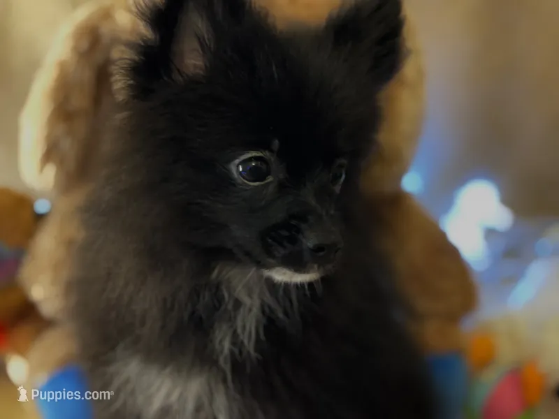 Espresso  – Pomeranian puppy for sale in New Orleans, LA