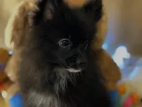 Espresso , a female Pomeranian for sale in New Orleans, LA – 1 of 3