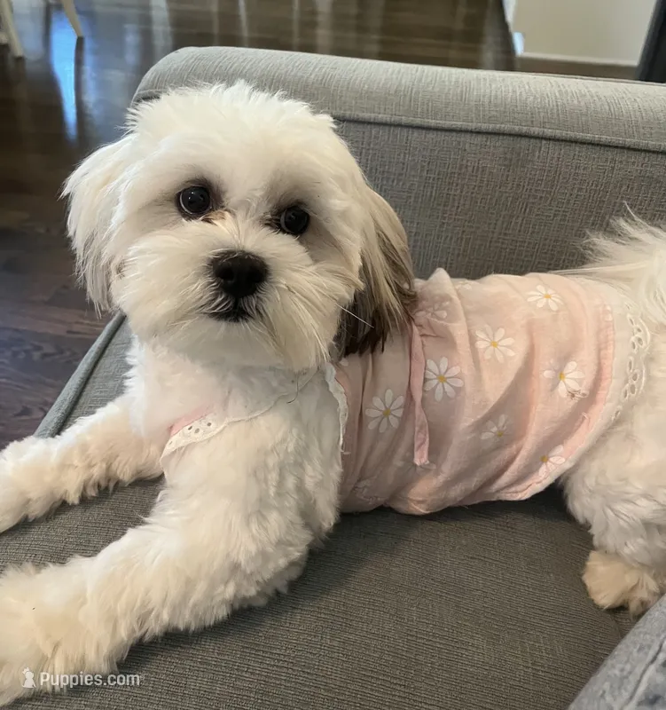 Ellie – Chihuahua, Shih Tzu puppy for sale in La Vergne, TN