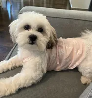 Ellie, a female Chihuahua and Shih Tzu for sale in La Vergne, TN – 1 of 8