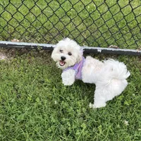 Ellie, a female Chihuahua and Shih Tzu for sale in La Vergne, TN – 6 of 8