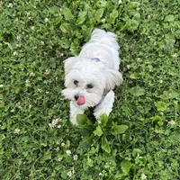 Ellie, a female Chihuahua and Shih Tzu for sale in La Vergne, TN – 3 of 8