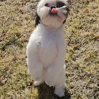 Diamond, a female Shih Tzu for sale in Colorado Springs, CO – Photo 2 of 5