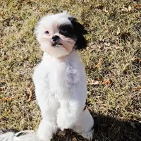 Diamond, a female Shih Tzu for sale in Colorado Springs, CO – Photo 5 of 5