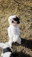 Diamond, a female Shih Tzu for sale in Colorado Springs, CO – Photo 5 of 5