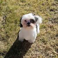 Diamond, a female Shih Tzu for sale in Colorado Springs, CO – Photo 4 of 5