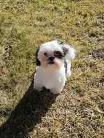 Diamond, a female Shih Tzu for sale in Colorado Springs, CO – Photo 4 of 5