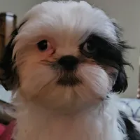 Diamond, a female Shih Tzu for sale in Colorado Springs, CO – Photo 1 of 5