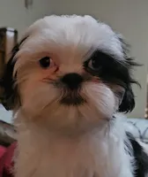 Diamond, a female Shih Tzu for sale in Colorado Springs, CO – Photo 1 of 5