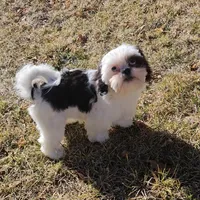 Diamond, a female Shih Tzu for sale in Colorado Springs, CO – Photo 3 of 5