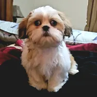 Brownie, a male Shih Tzu for sale in Colorado Springs, CO – 1 of 1