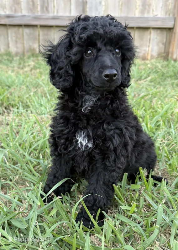 Raven - Purple – Poodle - Miniature  puppy for sale in Baytown, TX