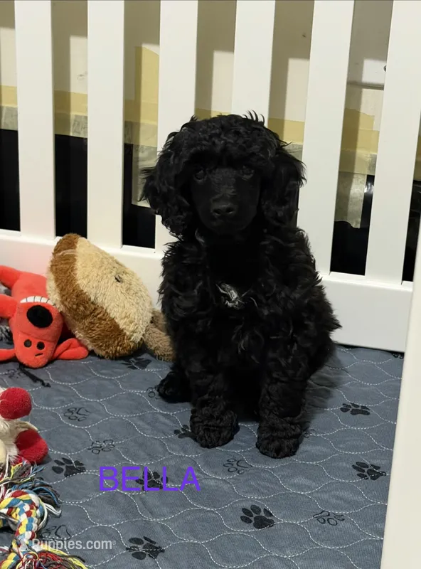 Raven - Purple – Poodle - Miniature  puppy for sale in Baytown, TX