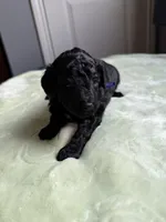 AKC Bella - Purple, a female Poodle - Miniature  for sale in Baytown, TX – 4 of 6
