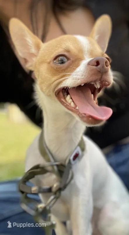 Chico – Chihuahua puppy for sale in Baytown, TX