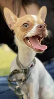 Chico, a male Chihuahua for sale in Baytown, TX – 1 of 5