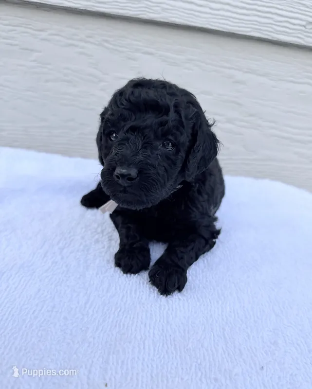 AKC Princess - Pink – Poodle - Miniature  puppy for sale in Baytown, TX