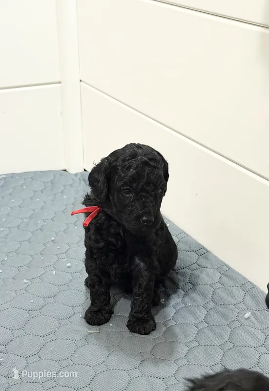 AKC Apollo - Red – Poodle - Miniature  puppy for sale in Baytown, TX
