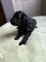 AKC Bella - Purple, a female Poodle - Miniature  for sale in Baytown, TX – 3 of 6