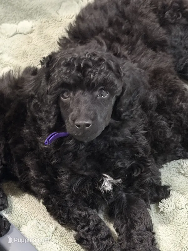 AKC Bella - Purple – Poodle - Miniature  puppy for sale in Baytown, TX