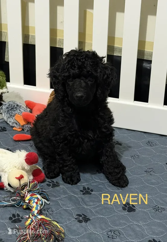 AKC Raven - Yellow – Poodle - Miniature  puppy for sale in Baytown, TX