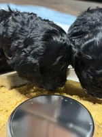 AKC Raven - Yellow, a female Poodle - Miniature  for sale in Baytown, TX – 3 of 4