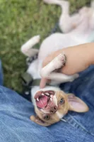 Chico, a male Chihuahua for sale in Baytown, TX – 3 of 5