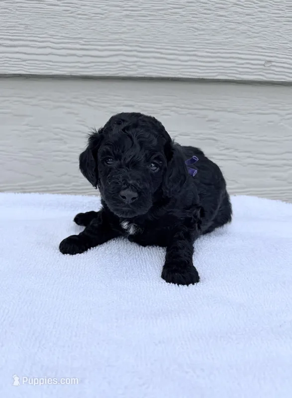 AKC Bella - Purple – Poodle - Miniature  puppy for sale in Baytown, TX