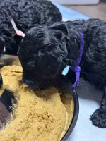 AKC Bella - Purple, a female Poodle - Miniature  for sale in Baytown, TX – 2 of 6