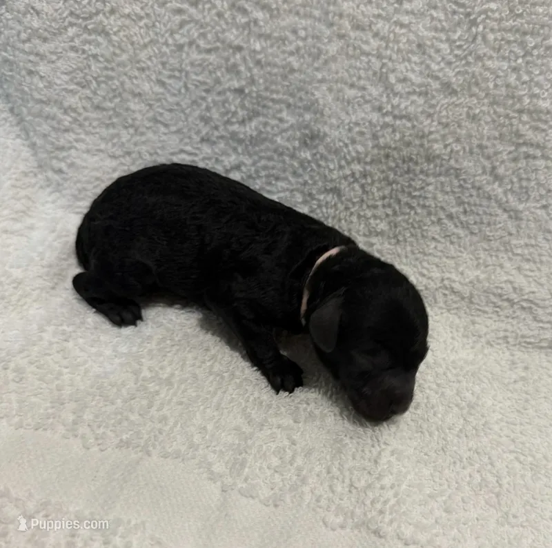 Princess - Pink – Poodle - Miniature  puppy for sale in Baytown, TX