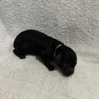 Princess - Pink, a female Poodle - Miniature  for sale in Baytown, TX – 1 of 1