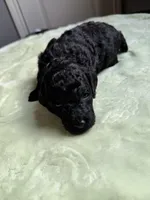 AKC Princess - Pink, a female Poodle - Miniature  for sale in Baytown, TX – 3 of 3