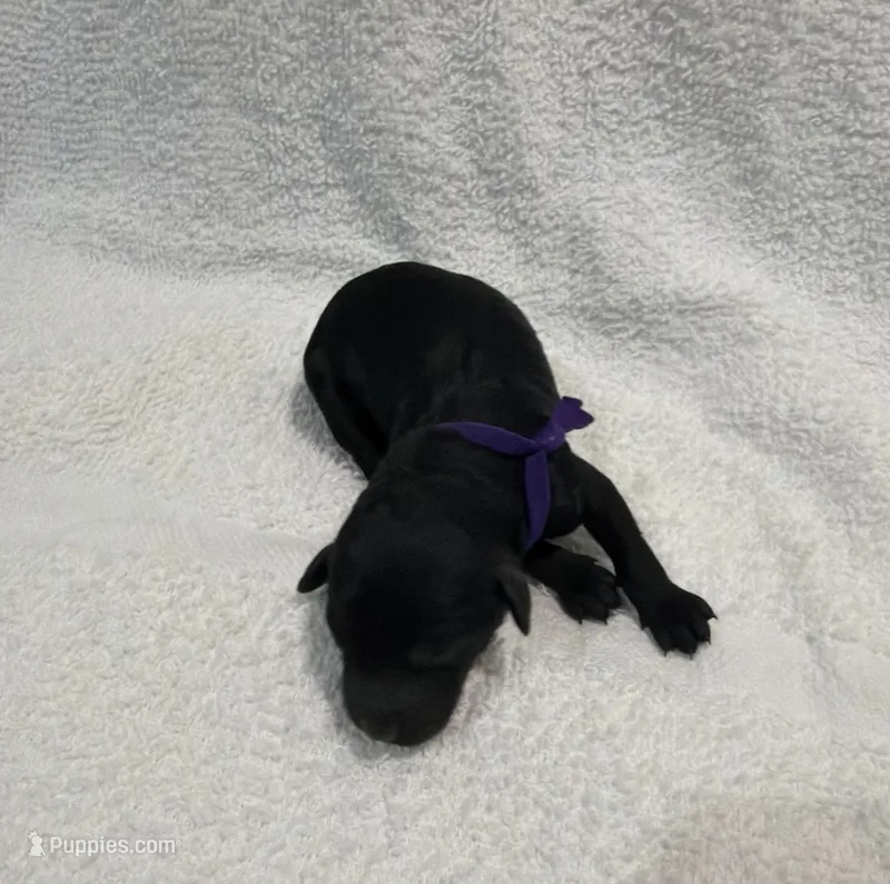 Bella - Purple – Poodle - Miniature  puppy for sale in Baytown, TX