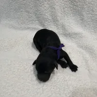 Bella - Purple, a female Poodle - Miniature  for sale in Baytown, TX – 1 of 2
