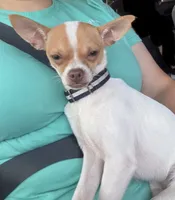 Benji, a male Chihuahua for sale in Baytown, TX – 1 of 1