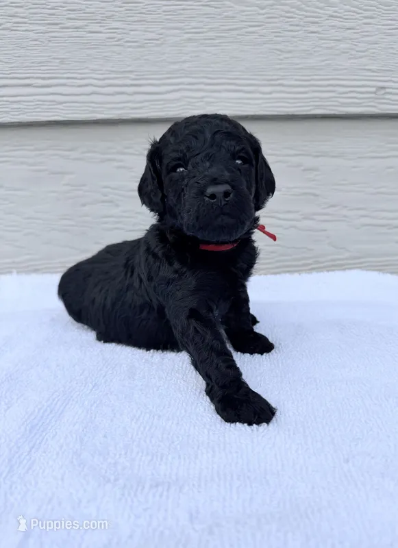 AKC Apollo - Red – Poodle - Miniature  puppy for sale in Baytown, TX