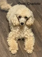 Raven - Purple, a female Poodle - Miniature  for sale in Baytown, TX – 3 of 10