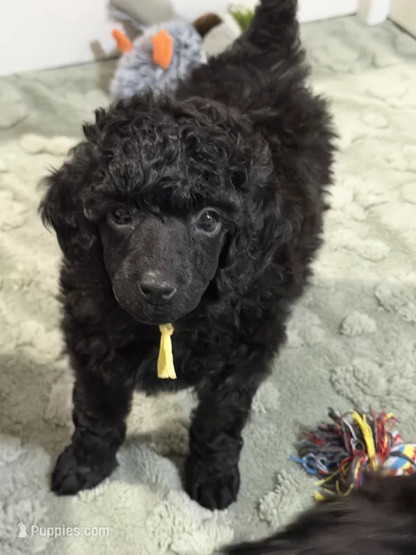 AKC Raven - Yellow – Poodle - Miniature  puppy for sale in Baytown, TX