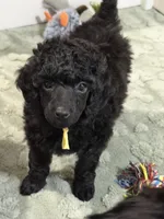 💛AKC Raven💛, a female Poodle - Miniature  for sale in Baytown, TX – 6 of 7