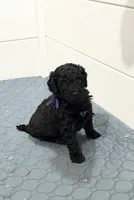 Raven - Purple, a female Poodle - Miniature  for sale in Baytown, TX – 8 of 10