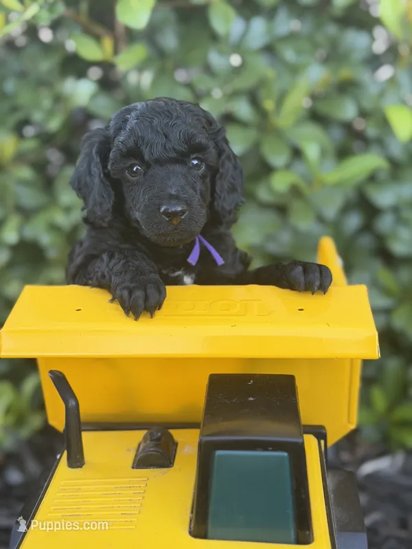 AKC Bella - Purple – Poodle - Miniature  puppy for sale in Baytown, TX