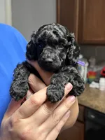 Raven - Purple, a female Poodle - Miniature  for sale in Baytown, TX – 7 of 10