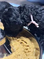 AKC Princess - Pink, a female Poodle - Miniature  for sale in Baytown, TX – 2 of 3