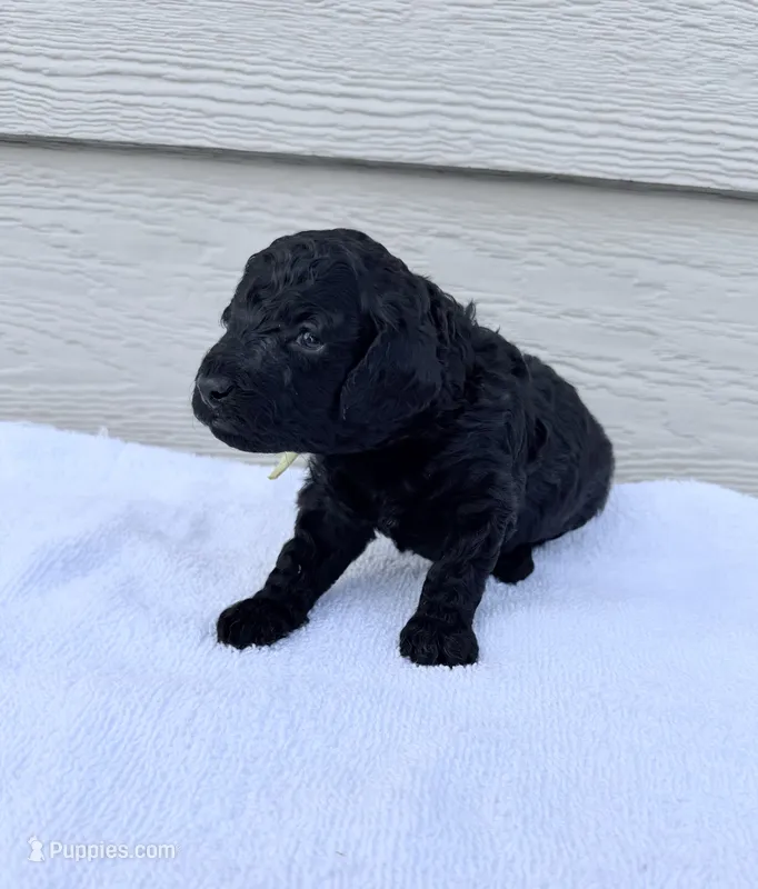 AKC Raven - Yellow – Poodle - Miniature  puppy for sale in Baytown, TX