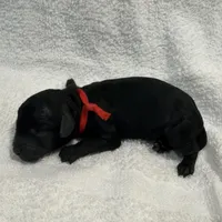 Apollo - Red, a male Poodle - Miniature  for sale in Baytown, TX – 1 of 1