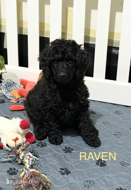 AKC Raven - Yellow – Poodle - Miniature  puppy for sale in Baytown, TX