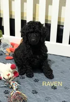 💛AKC Raven💛, a female Poodle - Miniature  for sale in Baytown, TX – 3 of 7