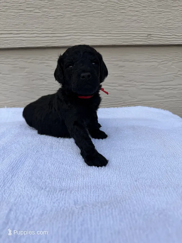 AKC Apollo - Red – Poodle - Miniature  puppy for sale in Baytown, TX
