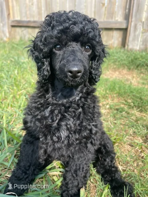 💛AKC Raven💛 – Poodle - Miniature  puppy for sale in Baytown, TX